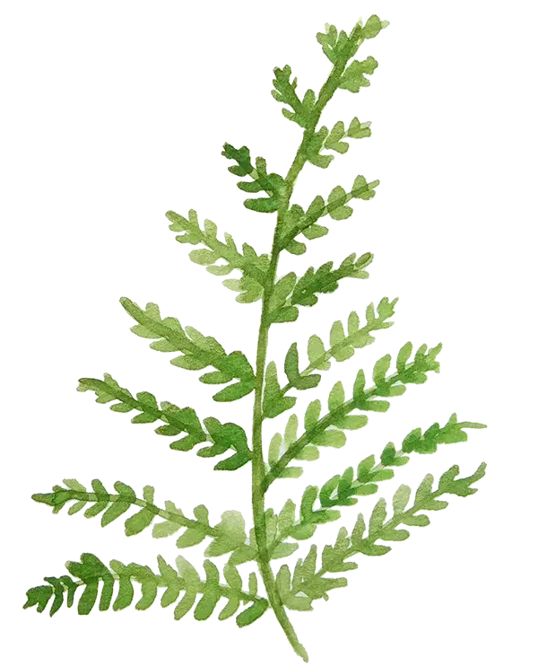 Woodmount Signature Botanical Accent