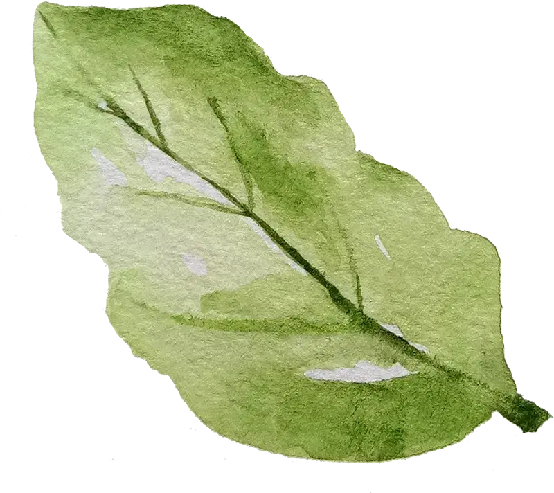 Woodmount Signature Botanical Accent