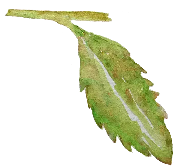 Woodmount Signature Botanical Accent