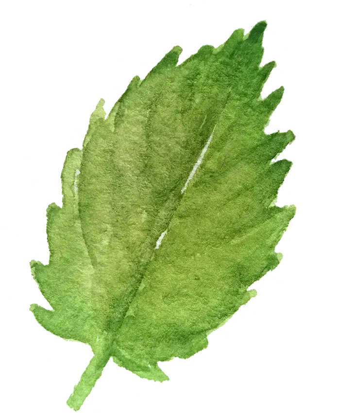 Woodmount Signature Botanical Accent